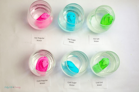 Easter science experiment shows six peeps candies in jars of water.