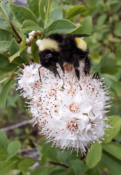 free printable scavenger hunt shows a bumble bee on a flower.
