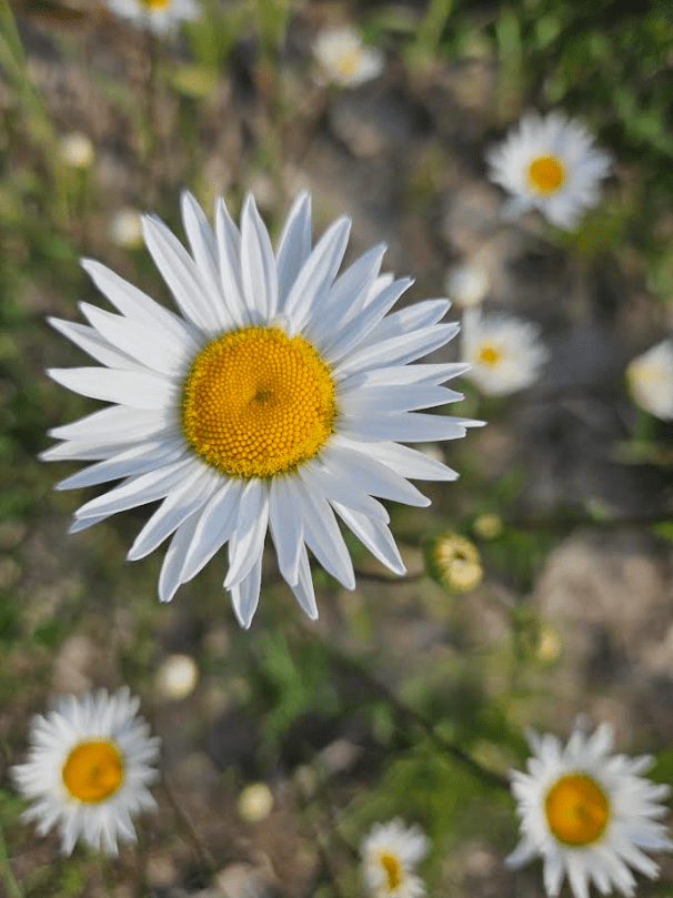 outdoor scavenger hunt shows a close up of a daisy.