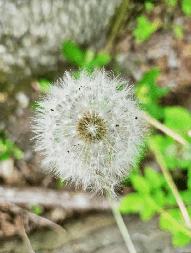 free scavenger hunt shows a close up of a dandelion weed. 