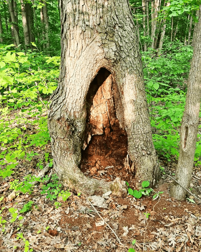 nature scavenger hunt shows a hollowed out tree perfect for animals to live.