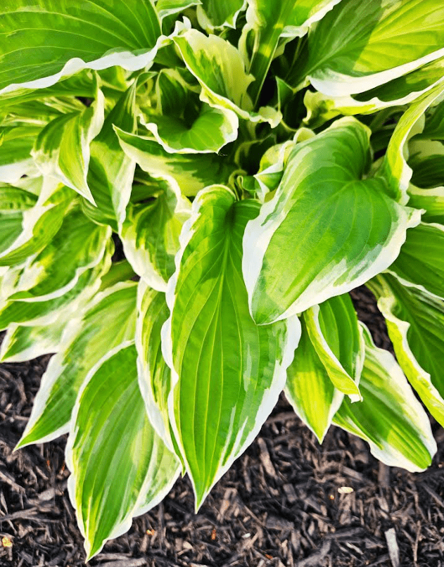 outdoor hunt shows a hosta leaf and plant.