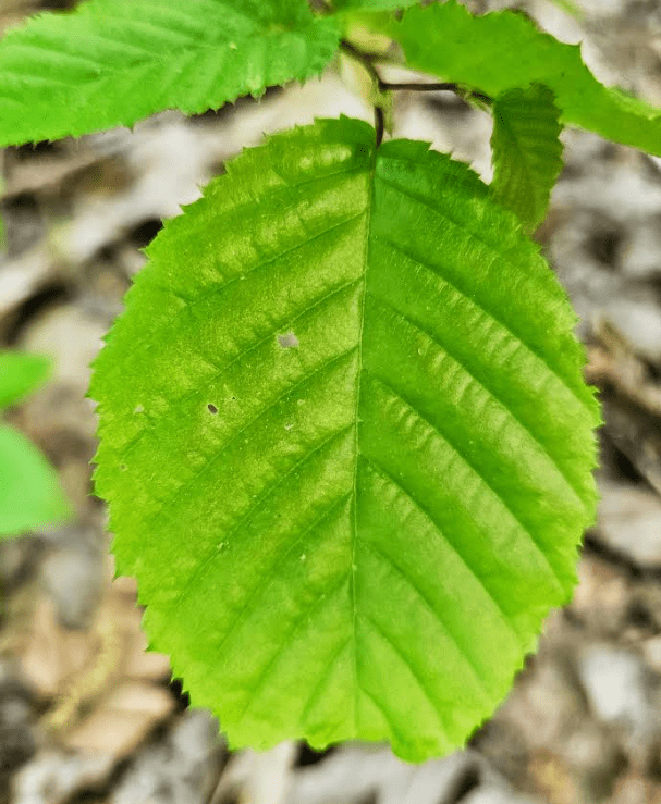 free printable scavenger hunt shows a tree leaf.