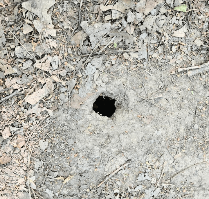 animal homes shows a snake hole in the ground.