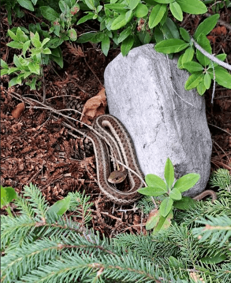 free printable scavenger hunt shows a snake against a rock.