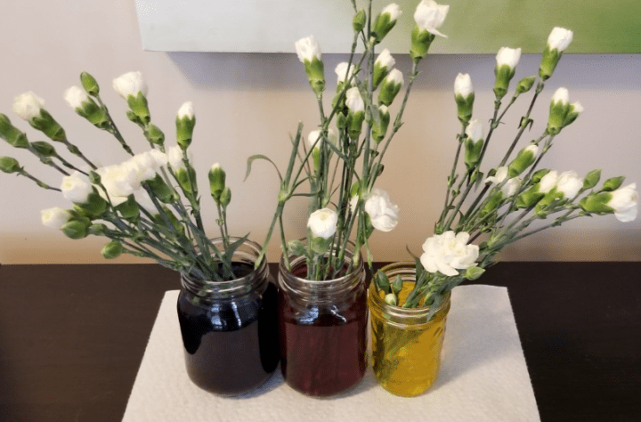 simple science experiments shows three mason jars with white flowers in each.