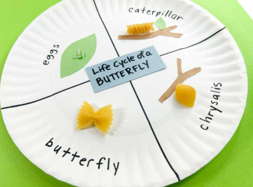 Summer Outdoor Learning Activities shows a lifecycle of a butterfly made on a plate.