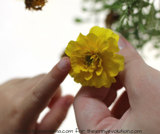 STEM activities shows a child touching a yellow flower.