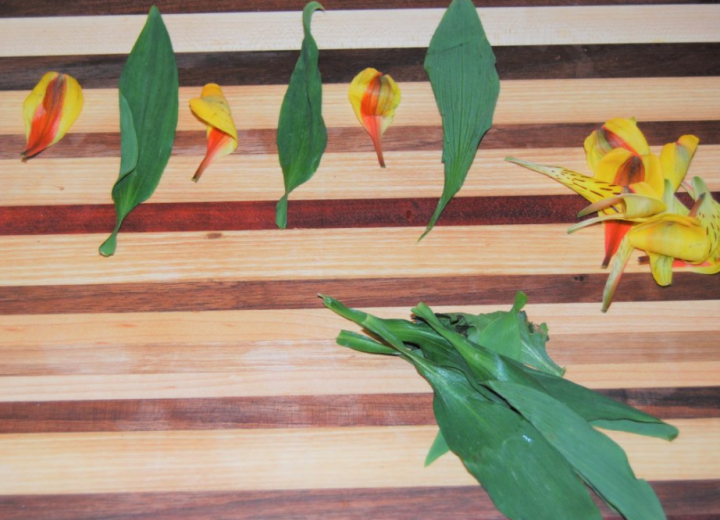 STEM activities with nature shows a table with leaves and parts of a flower on it.