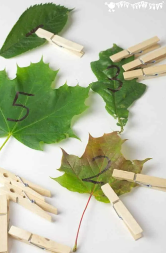 STEM math activity shows leaves with number printed on them and clothes pin attached.
