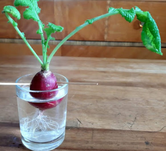 STEM activity with nature shows a radish in a jar of water.