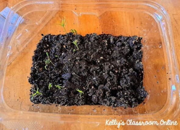 nature for kids shows a container with soil with a few sprouts.