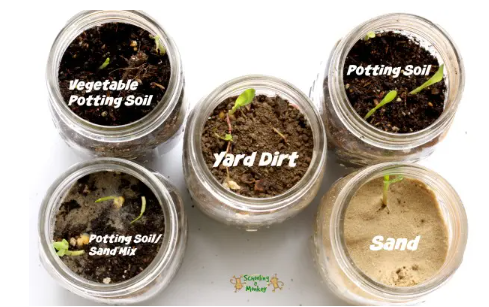 outdoor activities for kids shows five jars with dirt, and sand with plants sprouting.