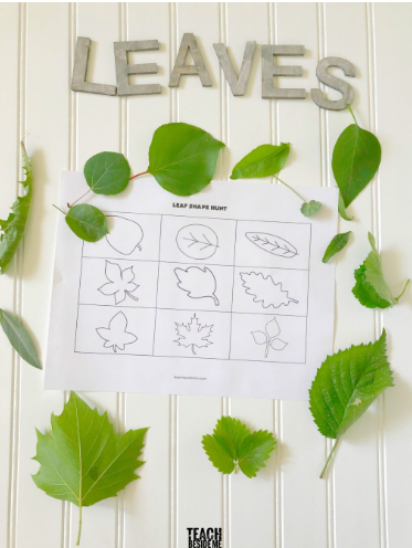leaves scavenger hunt shows a printable checklist and leaves around it.