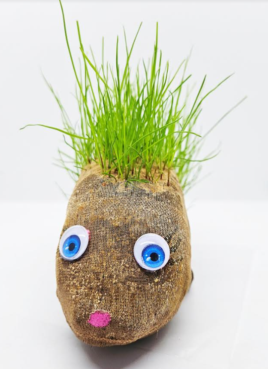 grass head plant shows a critter made from a nylon and grass growing out.
