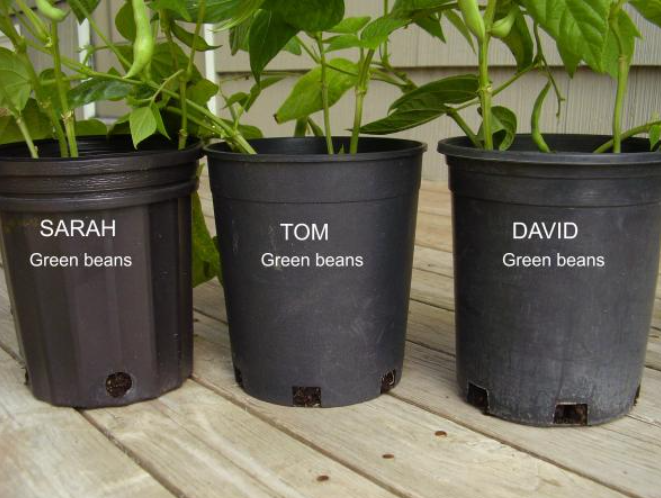 gardening with kids shows three planting containers with veggies growing out.