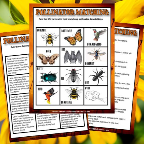 Summer Outdoor Learning Activities shows a pollinator matching sheet.