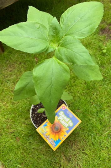 Summer Outdoor Learning Activities shows a sunflower plant.