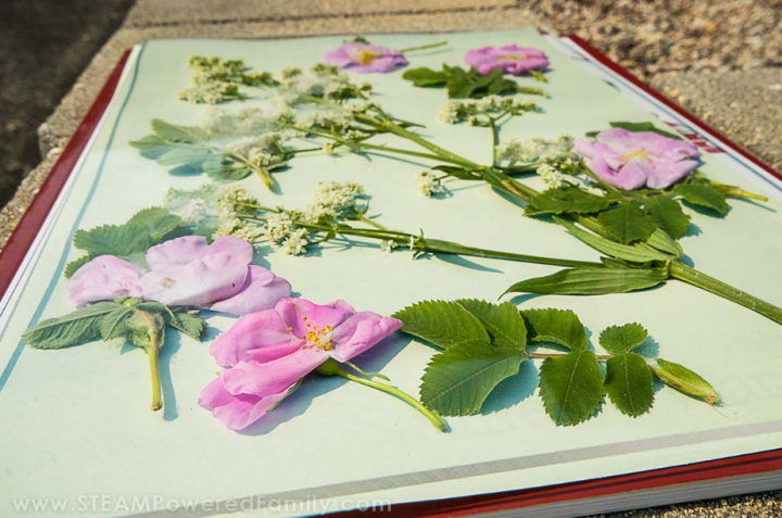 Summer Outdoor Learning Activities shows flowers pressed on a page in the sun.