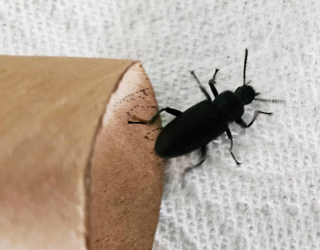 life cycle activity shows a black beetle.