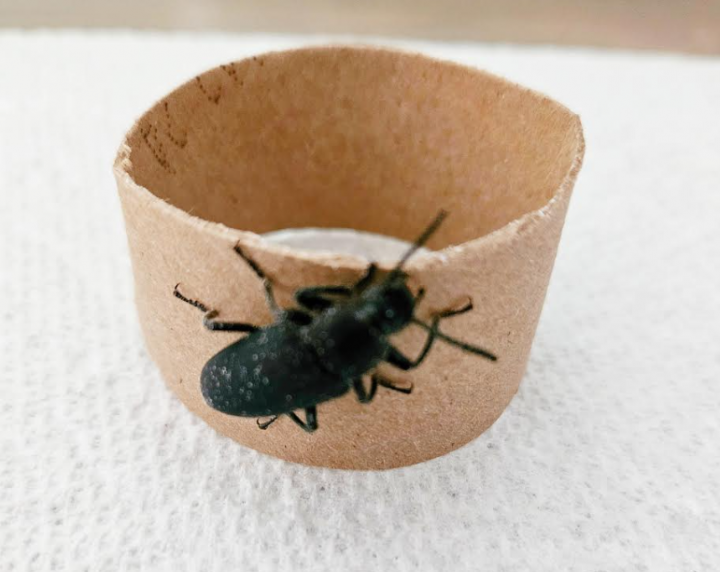 mealworm life cycle shows a black beetle on a toilet paper roll.